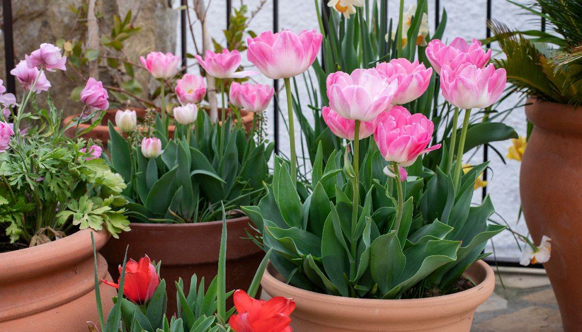  Zašto lale ne cvjetaju i kako da se oporave 