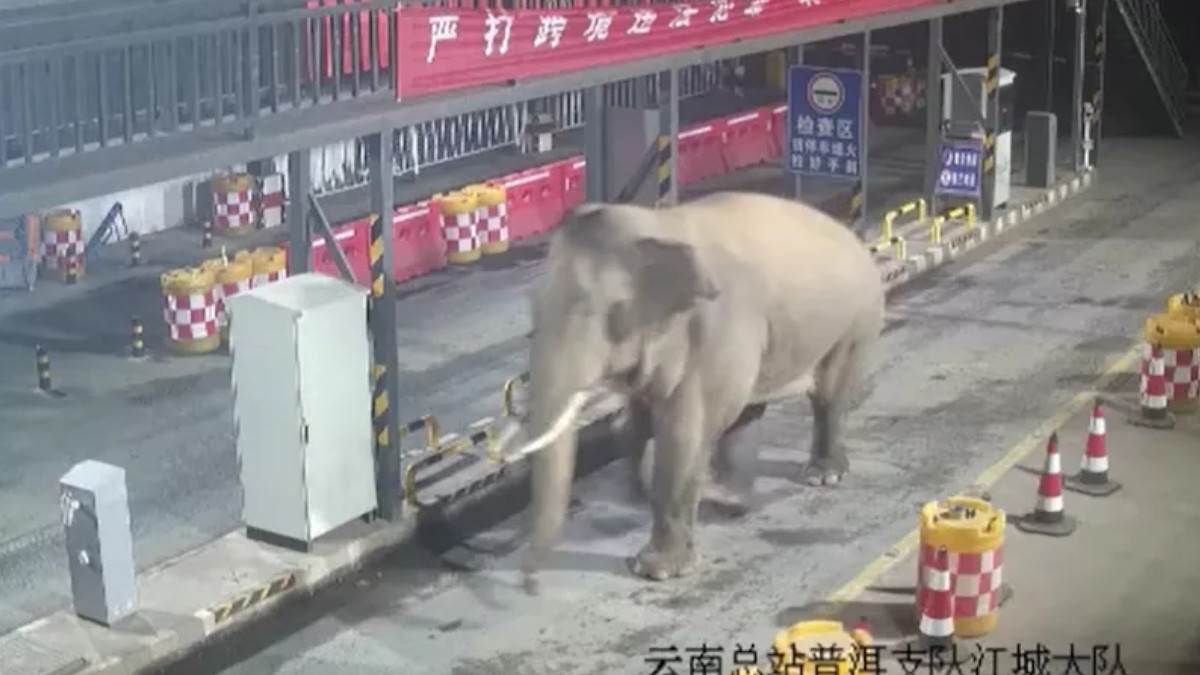  Slon na kineskoj granici 