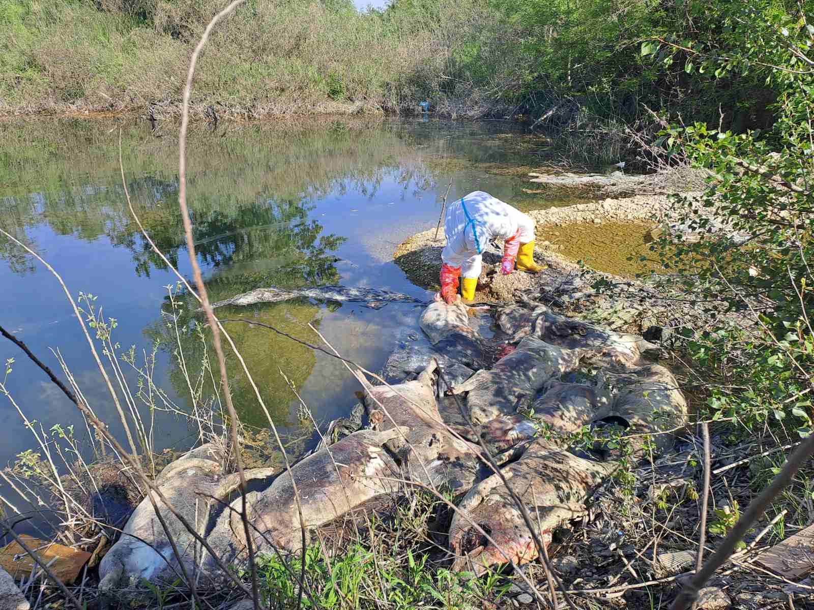  Na obali Drine pronađeni leševi svinja 