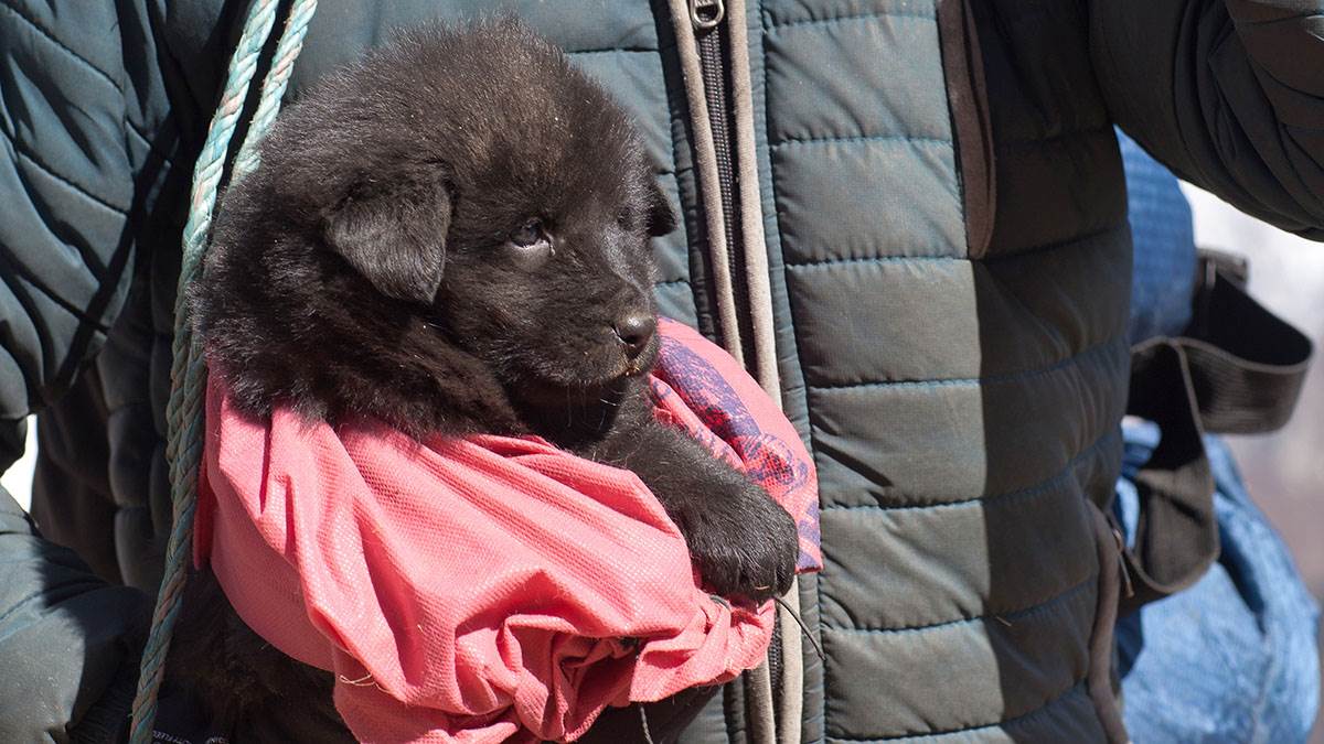  Porodica udomila psa, pa shvatili da je u pitanju medvjed 