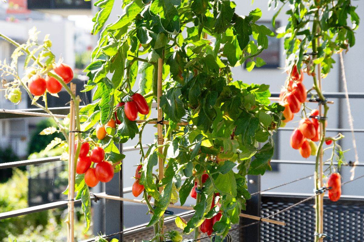  Kako gajiti voće i povrće na terasi 
