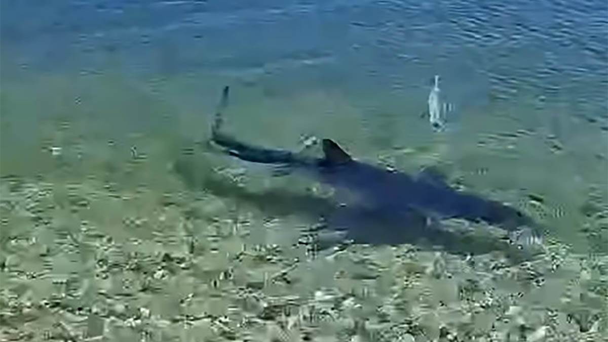  Ajkula na plaži u Grčkoj 