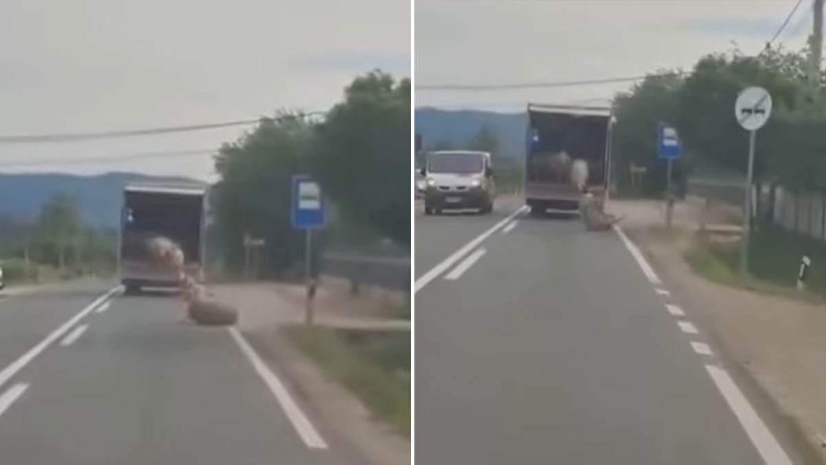  Neobičan incident na putu Kruševac-Blace: Ovce ispale iz kamiona tokom transporta 