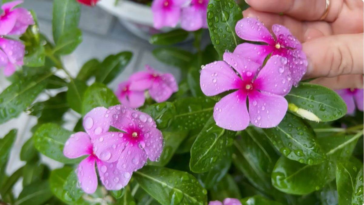  Vinka cvijet sa Madagaskara 