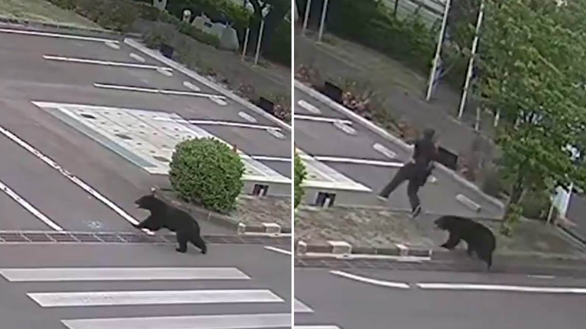  Medvjed upao u fabriku i naselje u Fukušimi 