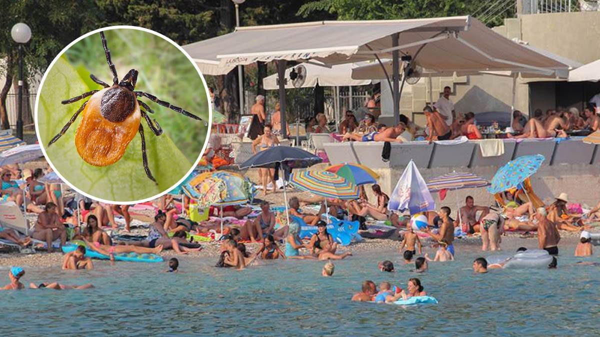  Oprez na Jadranu: Pojavila se agresivna vrsta krpelja koja prenosi opasnu bolest 