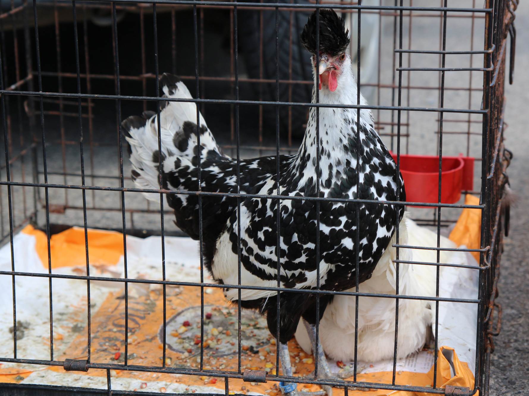  Prodajna izložba sitnih životinja na platou Doma kulture u Doboju sa posjetiocima i izloženim kavezima. 