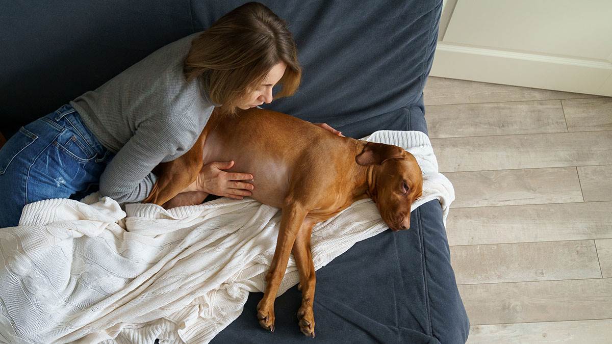  Veterinarka otkrila potresnu istinu o posljednjim trenucima pasa: Traže samo svog vlasnika 