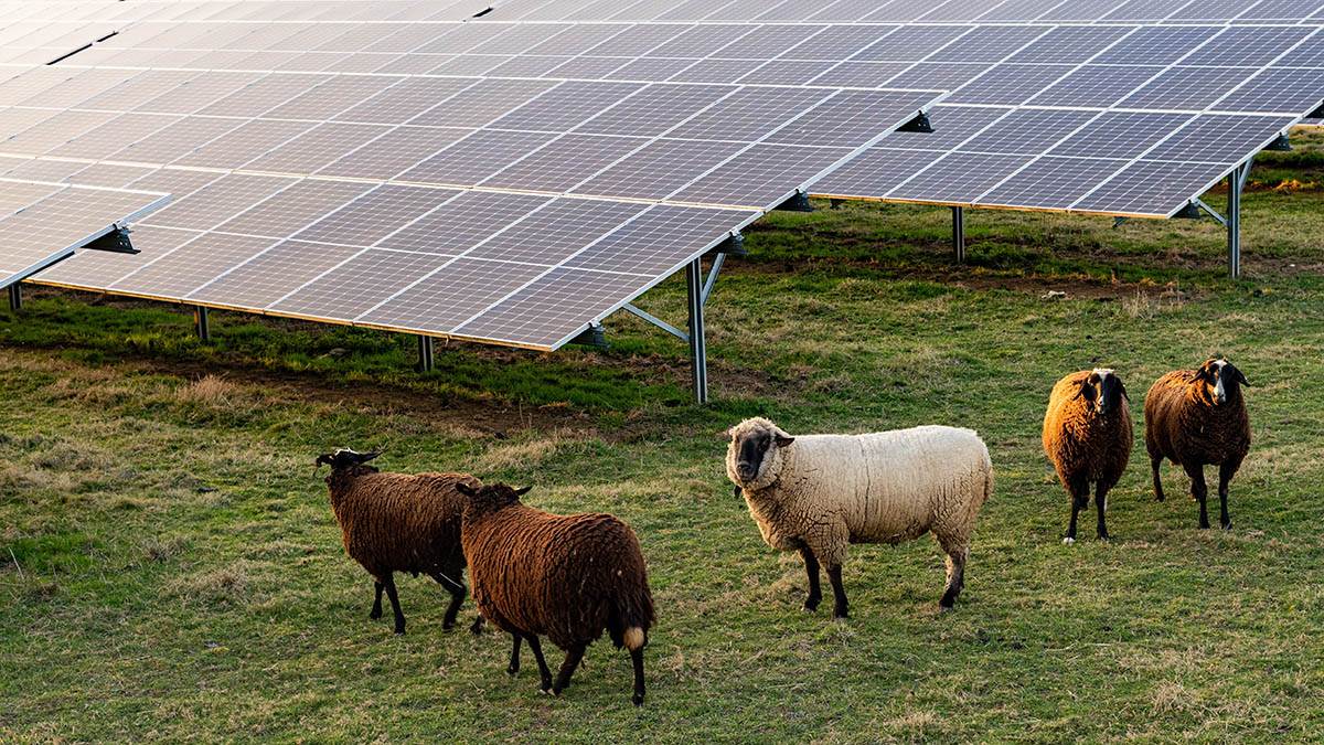  Pustinja postala travnjak: Kako je najveća solarna elektrana na svijetu stvorila raj za ovce 