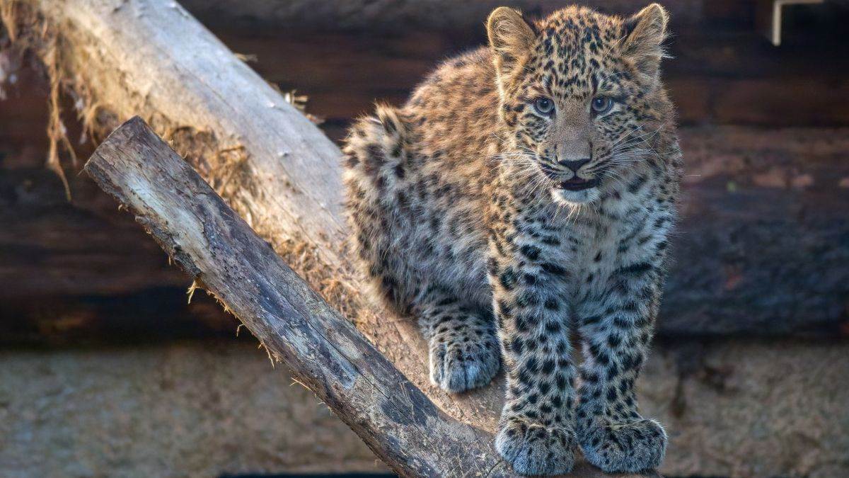  U Zagrebu rođena dva mladunca kineskog leoparda 