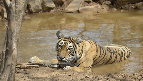  u Indiji uginuo 41 tigar 