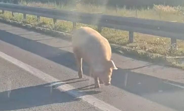  Svinje prošetale auto-putem kod naplatnih kućica u Jakupovcima 