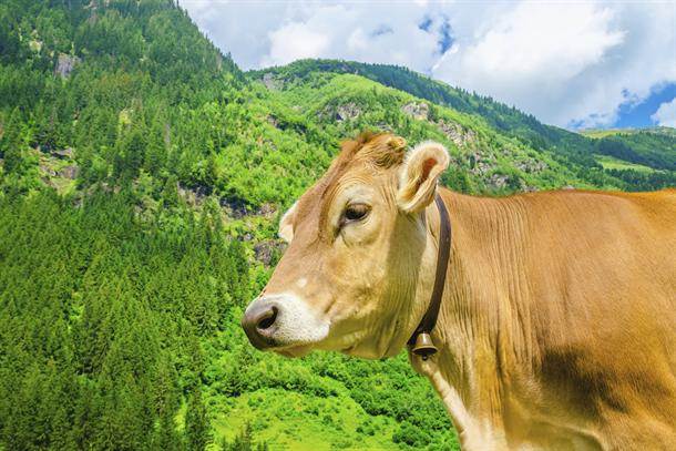  Indija - Doživotna robija za ubistvo krave 