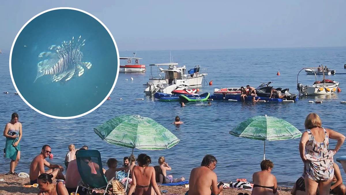  Snimljena riba lav u Jadranskom moru u Crnoj Gori 