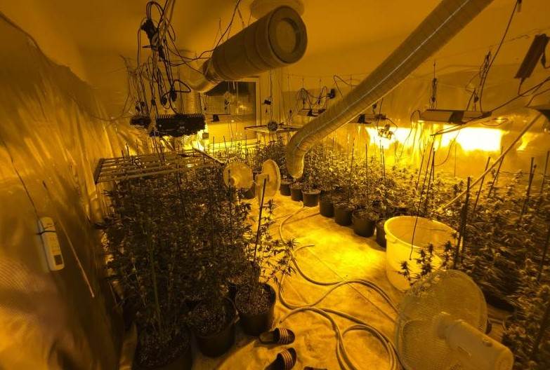  Otkrivene tri laboratorije i preko 260 stabljika marihuane 