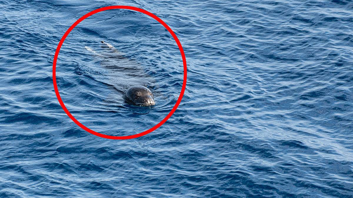  Nevjerovatan susret u Crnoj Gori: Ronilac u Jadranu snimio mediteransku medvjedicu 