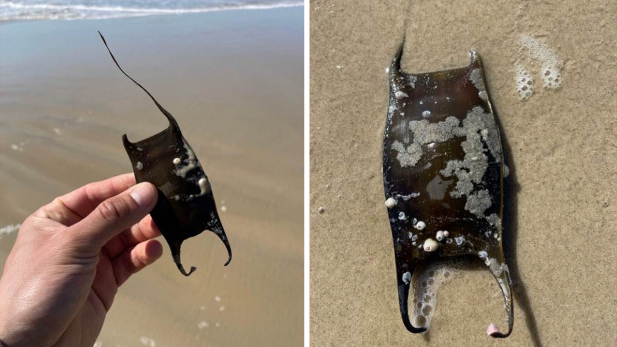  Kako izgleda jaje ajkule na plaži i šta uraditi? 