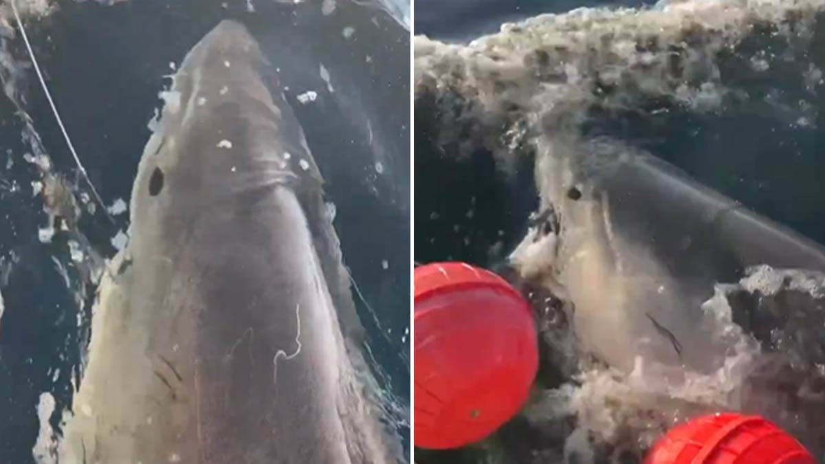  Najveća bijela ajkula ponovo viđena u Atlantiku 