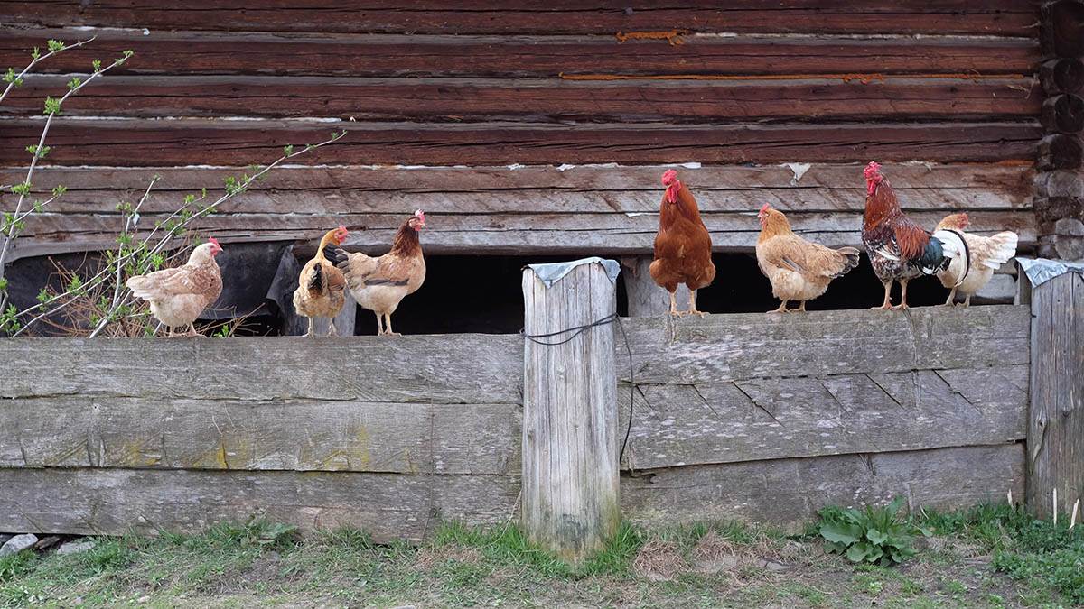  Muškarac renovirao kuću pa otkrio tunele 