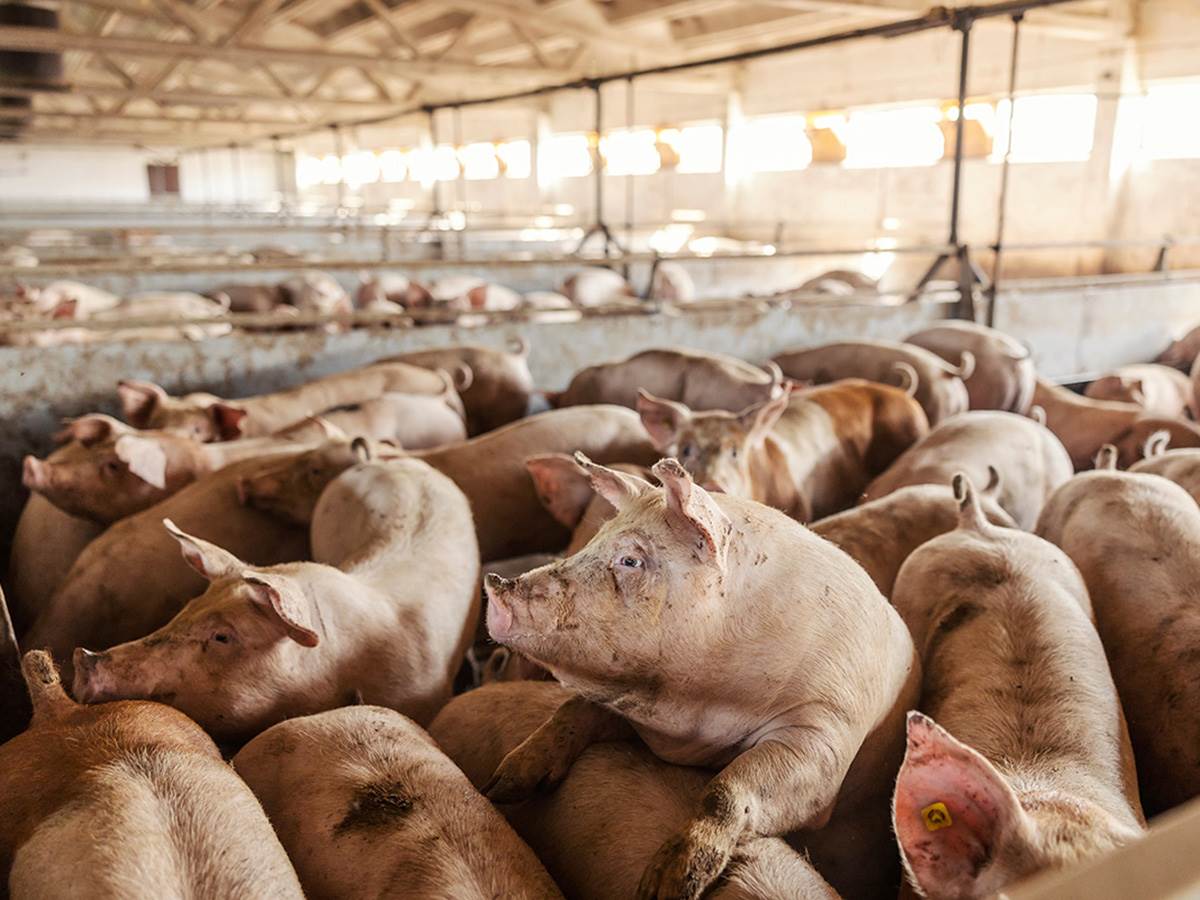  Afrička kuga svinja se širi Srbijom 
