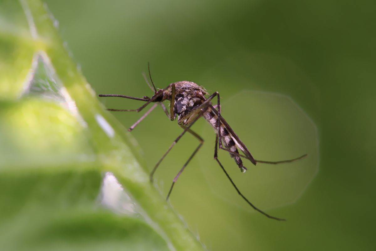  Virus Zapadnog Nila širi se Evropom 