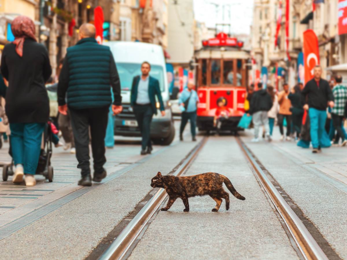  Istambul, grad čijim ulicama vladaju mačke 