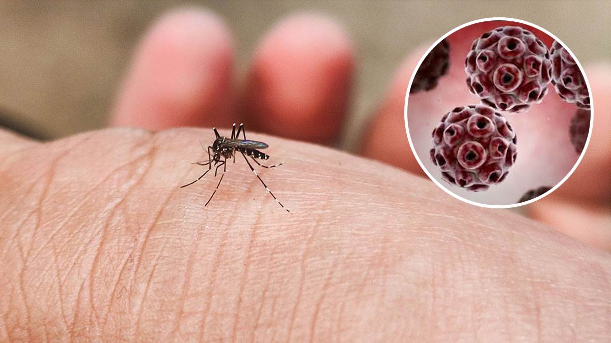  Vorus zapadnog nila se širi grčkom 