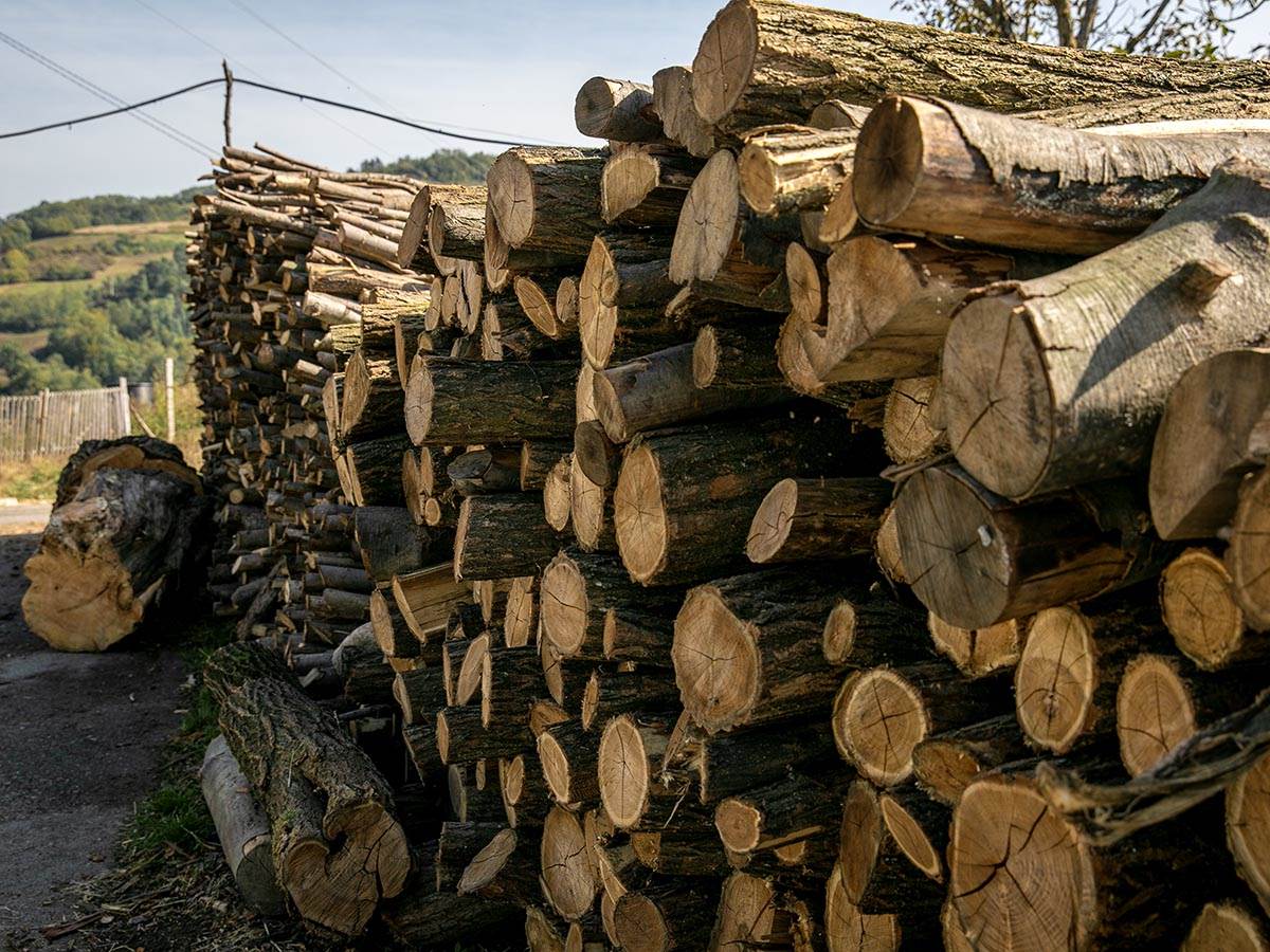  Zaboravljeno drvo koje grije jače: Sve što niste znali o prednostima bagrema 