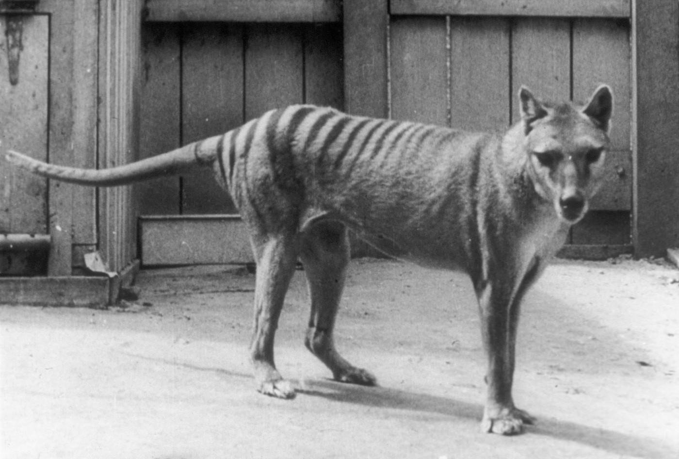  posljednji tasmanijski tigar 