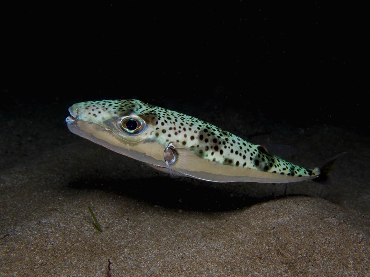  srebrnopruga napuhača 