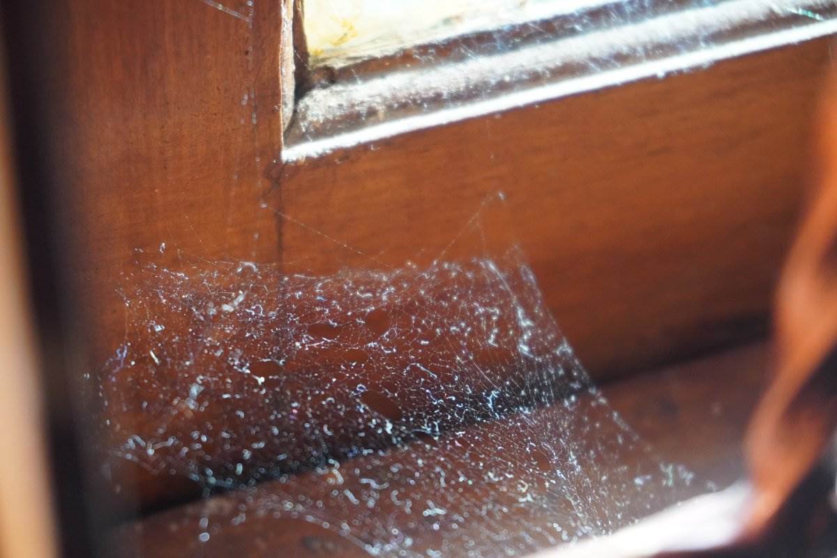  Cimet protiv paukova: Kako ga koristiti u kući i gdje ga staviti 