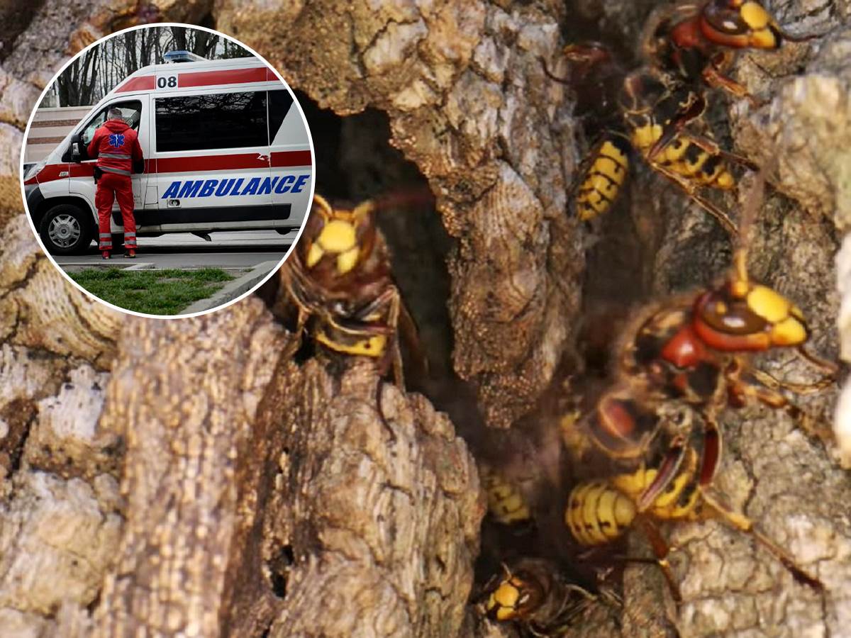  Milorada iz Bajine Bašte izujedao roj stršljenova, zadobio više od 30 uboda 