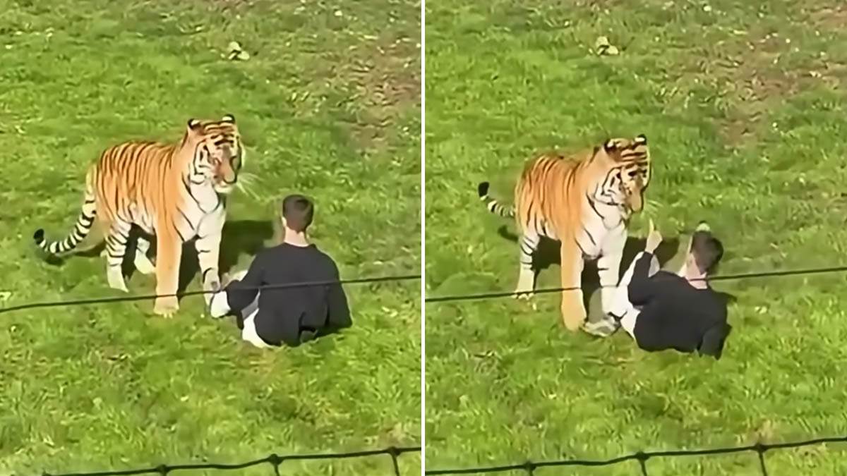  Muškarca usmrtio tigar u zoološkom parku u Engleskoj 