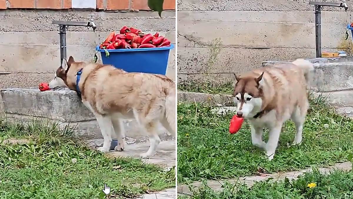  Koje povrće psi smiju da jedu, a koje može da bude opasno 