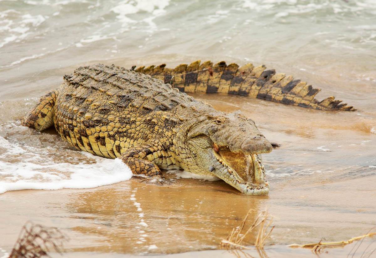  Horor na Floridi: Aligator usmrtio starca dok je pecao u parku 