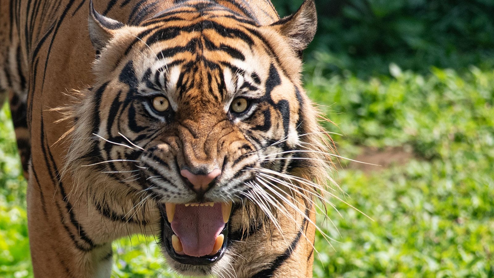 Koji je predator odnio najviše ljudskih života u istoriji 