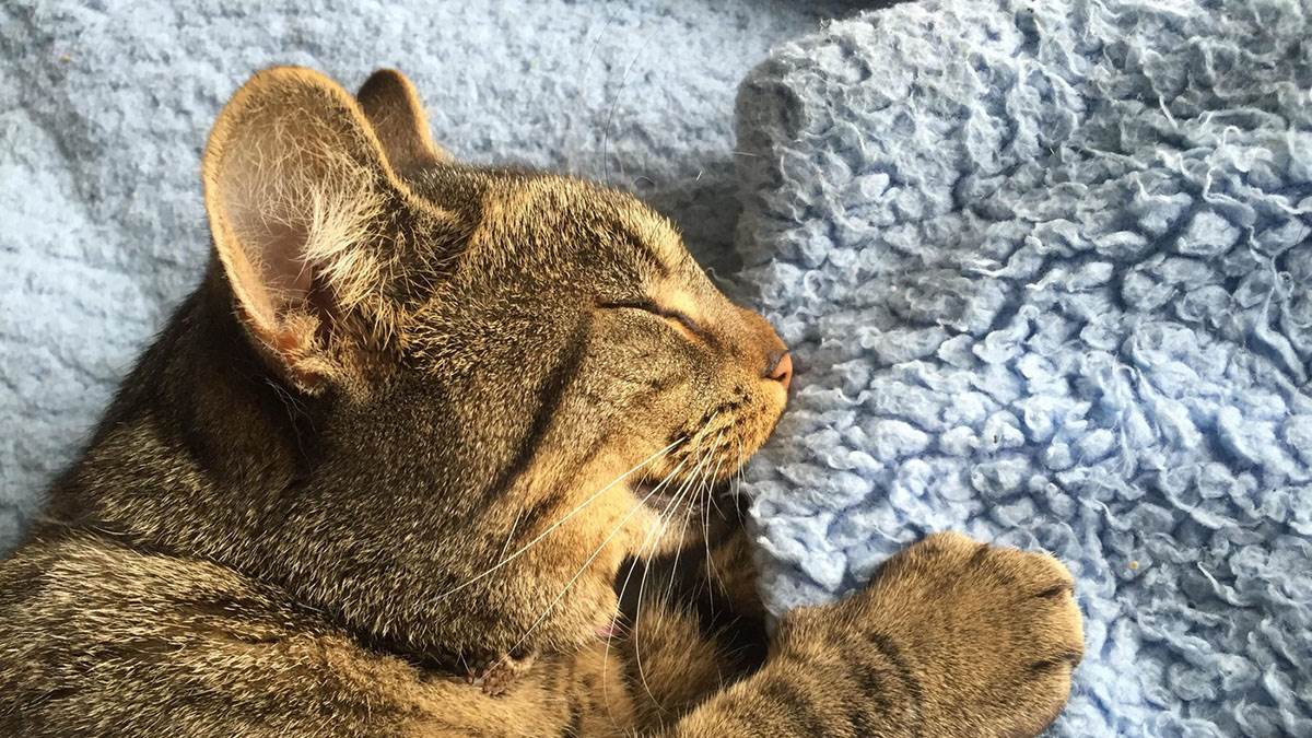  Mačke znaju da iznenade svoje vlasnike neobičnim navikama, a jedna od njih je sisanje ćebeta 