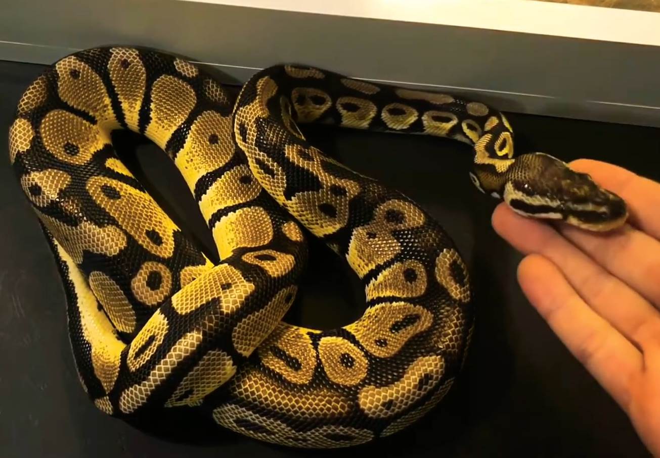  U dvorištu osnovne škole u Beogradu pronađen piton 