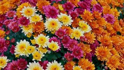  Hrizanteme - kako se sade i njeguju 