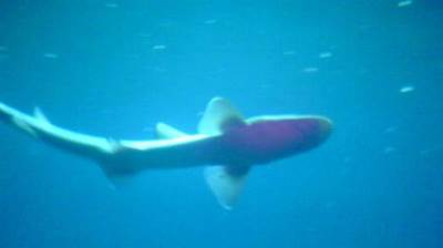  U Jadranu više od 30 vrsta ajkula 