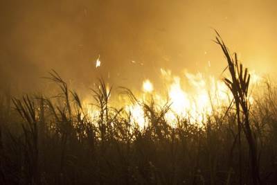  Izgorjelo 200 dunuma šume kod Novog Grada 
