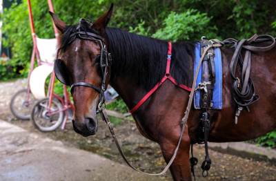 Terapije uz pomoć konja: Cerebralna paraliza, multipla skleroza, Daunov sindrom i autizam 