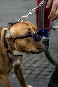  Cvikeri za ovu sezonu (VIDEO, FOTO) 