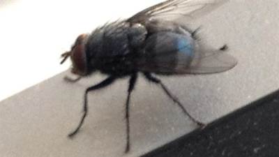  kako da otjerate muhe 