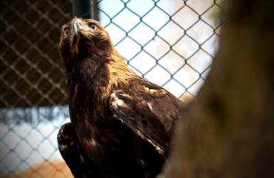  Orao umalo pojeo dete: Dečak mu bio mnogo sladak 