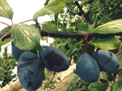  Rodila "čačanska ljepotica": Evo kolika je dnevnica za berače šljiva! 