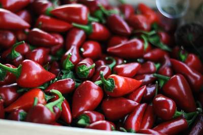  Zatvorenici u Mostaru se bave poljoprivredom 