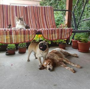  Svjetski dan napuštenih životinja 4. april 