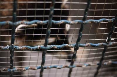  Slovenci digli ogradu na granici s Hrvatskom 