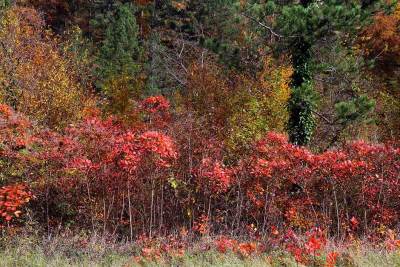  Danas sunčano, uveče kiša 